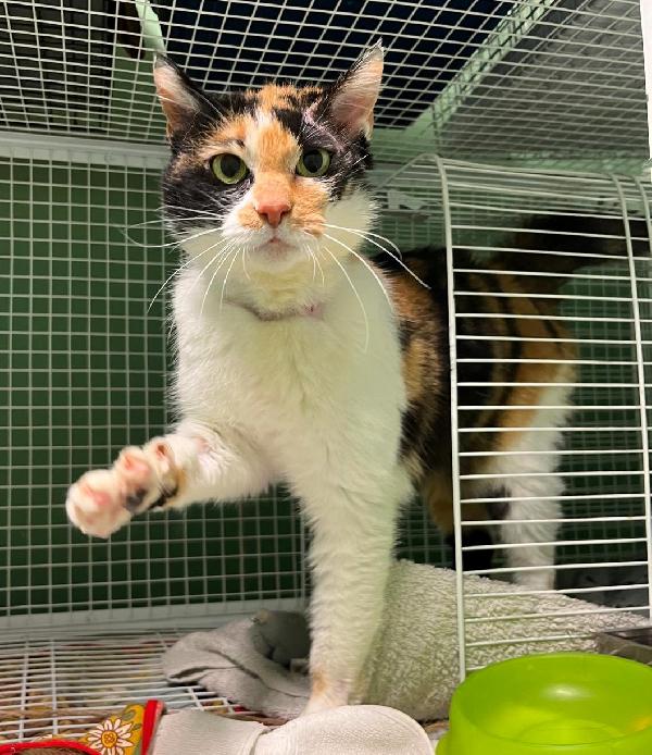 MILADY DOLCE GATTINA Foto 4